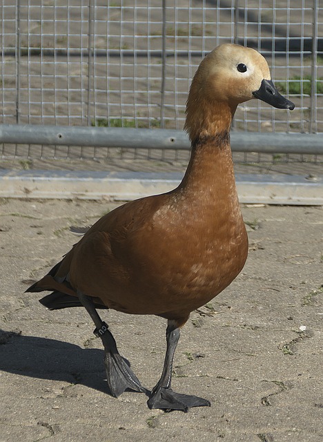 對於國米而
